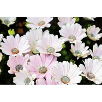 Osteospermum ´Bordová´ Co0,5L