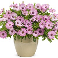 Osteospermum ´Bordová´ Co0,5L