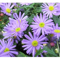 Brachyscome