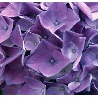 Hortenzia kalinolistá - Hydrangea macrophylla ´River Pink´ Co5L  25/30