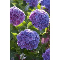 Hortenzia kalinolistá - Hydrangea macrophylla ´River Pink´ Co5L  25/30