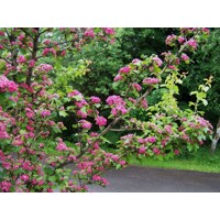 Hloh krivokališný - Crataegus laevigata 'Paul's Scarlet'  Co25L - vysokokmeň