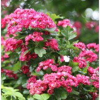 Hloh krivokališný - Crataegus laevigata 'Paul's Scarlet'  Co25L - vysokokmeň