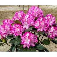Rododendrón - Rhododendron Yakushimanum