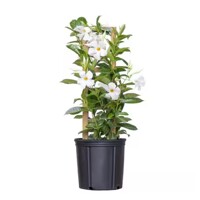Mandevilla hybrida ´Rio White´ P17