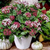 Kalina Dávidova - Viburnum davidii  Co2L 30/35