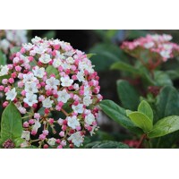 Kalina Dávidova - Viburnum davidii  Co2L 30/35