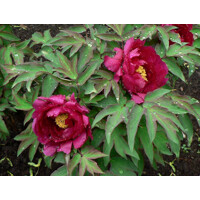 Pivonka drevitá - Paeonia Suffruticosa 40/50 -biela