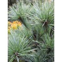 Borovica hladká  - Pinus strobus ´Nana´ Co9L  90/100