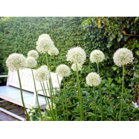 Okrasný Cesnak Obrovský  - Allium Giganteum Co5L