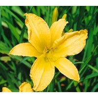 Ľaliovka – Hemerocallis citrina MIX farieb P11