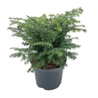Jedľa nordmannova (kaukazská) -  Abies nordmanniana  Co40L  125/150