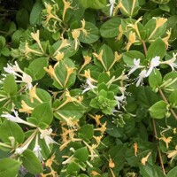 Zemolez japonsky - Lonicera japonica ´Red World´ 40+ vyväzovaná Co2L