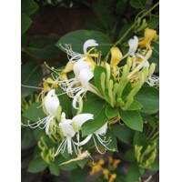Zemolez japonsky - Lonicera japonica ´Red World´ 40+ vyväzovaná Co2L