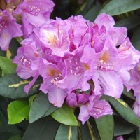 Rododendrón - Rhododendron 'Goldflimmer'  30/40