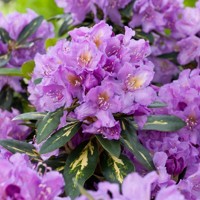 Rododendrón - Rhododendron 'Goldflimmer'  30/40