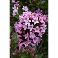 Weigela ´Pink Princess´Co2L