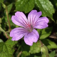 Geranium nodosum