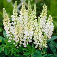 Lupínia mnoholistá - Lupinus polyphyllus ´Gallery Blue´ -  Co11