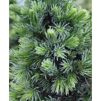 Smrek omorikový-balkánsky - Picea omorika ´Karel´