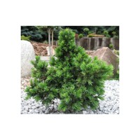 Smrek omorikový-balkánsky - Picea omorika ´Karel´