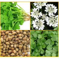 Koriander - Coriandrum sativum
