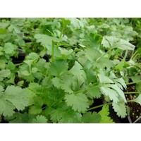 Koriander - Coriandrum sativum