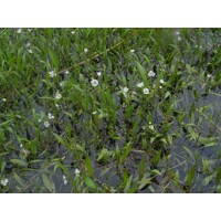 Sagittaria graminea