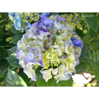 Hortenzia kalinolistá - Hydrangea macrophylla 'Early Blue'® P14