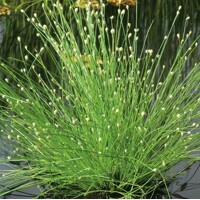 Isolepis