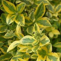 Vtáčí zob vajcovitolistý - Ligustrum ovalifolium Co2L