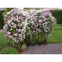 Plamienok - Clematis montana 'Tetrarose' Co2L 60/80