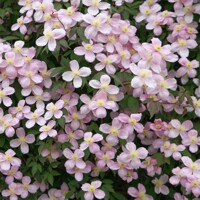 Plamienok - Clematis montana 'Tetrarose' Co2L 60/80