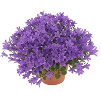 Campanula portenschlagiana 'Kris'