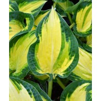 Funkia - Hosta ´Fire and Ice´  P14