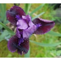 Iris germanica ´Golden Apple´ Co11 10/15