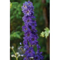 Stračonôžka - Delphinium 'Dark Blue Black Bee' P15