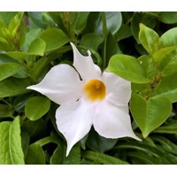 Mandevilla hybrida - ružová P17