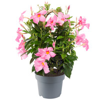 Mandevilla hybrida - ružová P17
