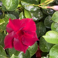 Mandevilla hybrida ´Grande Red´ Co3,25L  70/80