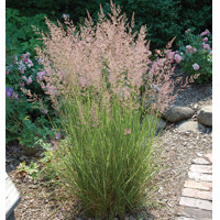 Calamagrostis x acutiflora 'Overdam'