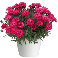 Dianthus gratianopolitanus 'Pink Kisses' P12