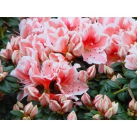 Azalka japonská - Azalea japonica  'Melina'  Co2.5L 20/30
