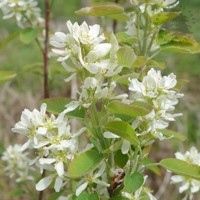 Muchovník - Amelanchier alnifolia ´Saskatoon Berry´ Co10,5 15/20