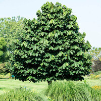 Asimina triloba (PAW-PAW) - 100/120cm