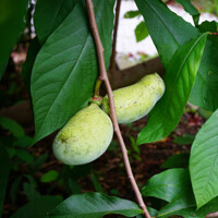 Asimina triloba (PAW-PAW) - 100/120cm