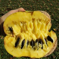 Asimina triloba (PAW-PAW) - 100/120cm