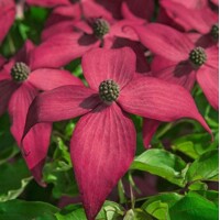 Drieň kousa - Cornus kousa 'Satomi' Co7L 50/60