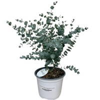 Eukalyptus - Eucalyptus parvula Co5L 70/80