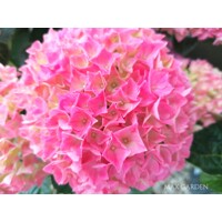 Hortenzia kalinolistá - Hydrangea macrophylla - ružová Co5L  30/40